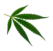 cannabis
