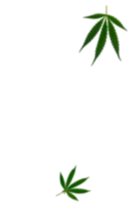 cannabis Weed Shop CannaCity